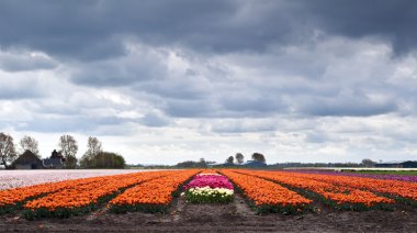 Field with orange tulips clipart