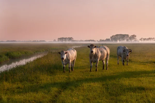 Dutch cows on sunrise in fog — Stock Photo, Image