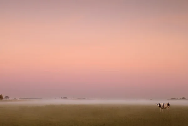 Ko på betet vid soluppgången — Stockfoto