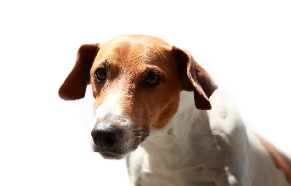 Jack russell terrier utomhus — Stockfoto