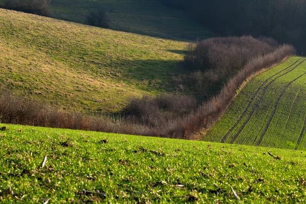 Groene velden in limburg — Stockfoto