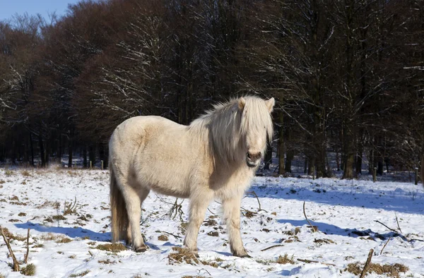白色的小马 — 图库照片