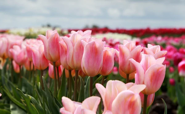 Rosa Tulpen auf dem Feld — Stockfoto