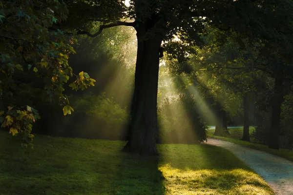 Promienie słońca przez drzewo — Zdjęcie stockowe