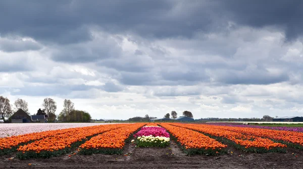 Поле с оранжевыми тюльпанами — стоковое фото