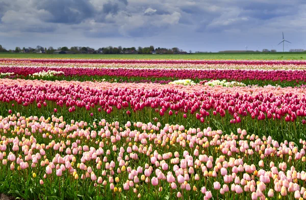 Kolorowe tulipany na polu — Zdjęcie stockowe