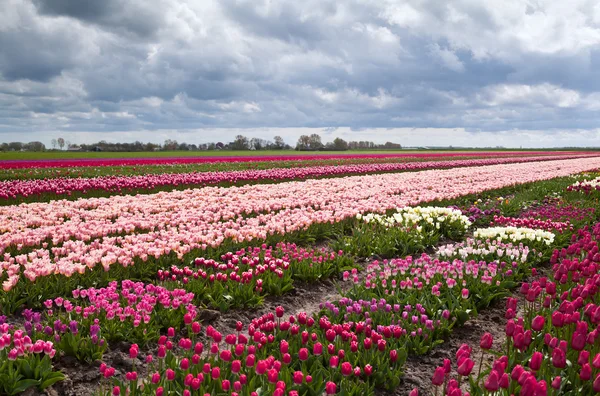 Field with many beautiful tulips — Stock Photo, Image