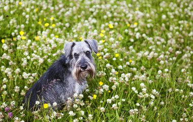 Schnauzer sit çim