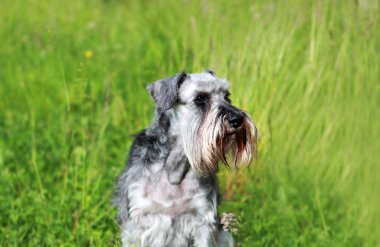 Schnauzer portre