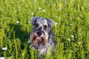 Schnauzer portre