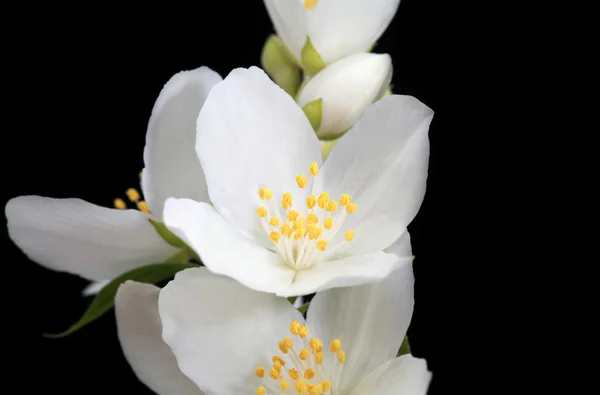Жасминовые цветы — стоковое фото
