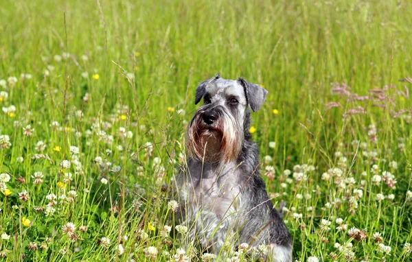 Cão bonito ao ar livre — Fotografia de Stock