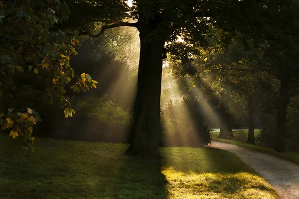 Promienie słońca przez drzewo — Zdjęcie stockowe