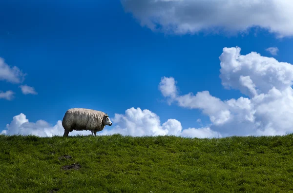 地平线上的羊 — 图库照片