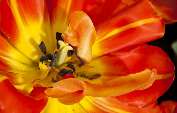Red tulip macro — Stock Photo, Image