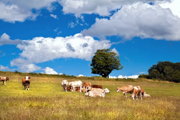 Alpine koeien op de weide — Stockfoto
