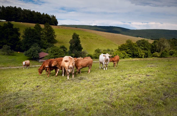 Alpejskich krów na łąkach — Zdjęcie stockowe