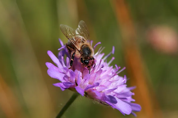 Homey bee on flower — Stock Photo, Image
