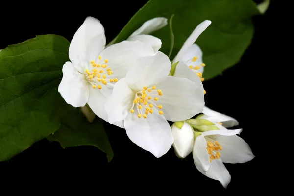 Jasmínové květiny — Stock fotografie