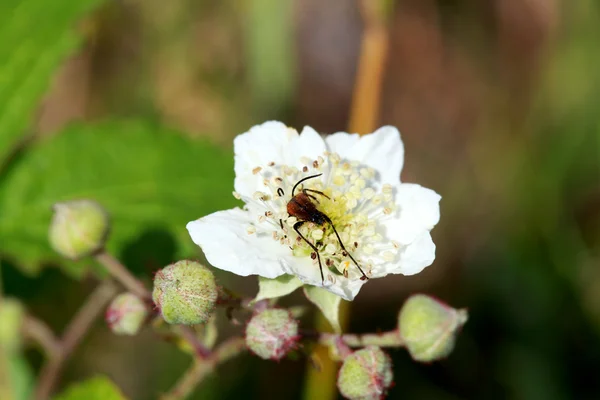 Rubus fruticosus flor — Foto de Stock
