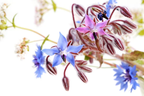 Wild blue flowers on white — Stock Photo, Image