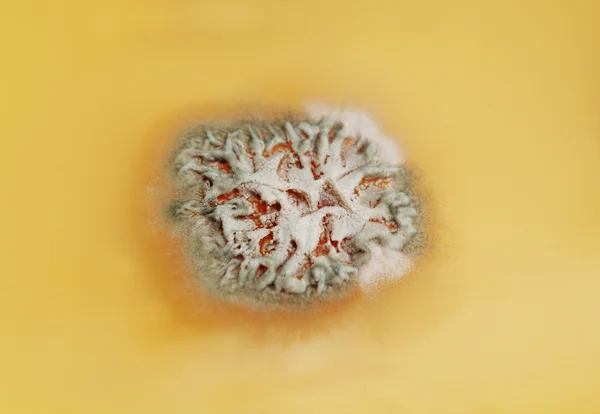 Penicillum fungi — Stock Photo, Image