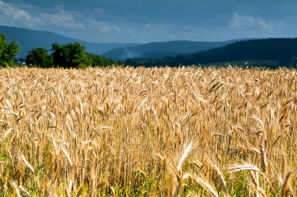 Campo de trigo en las montañas — Foto de Stock