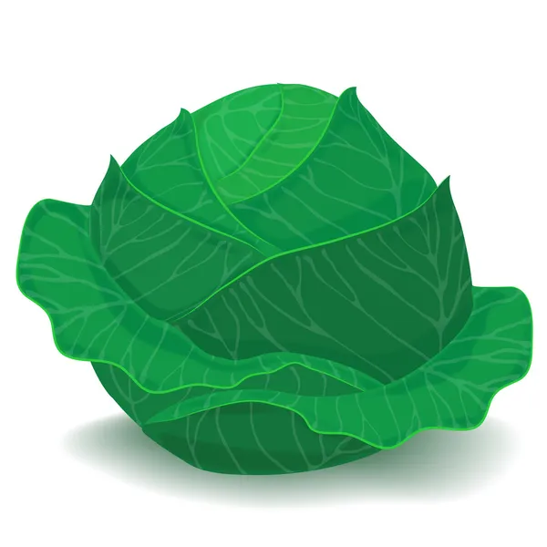 stock vector A head of cabbage