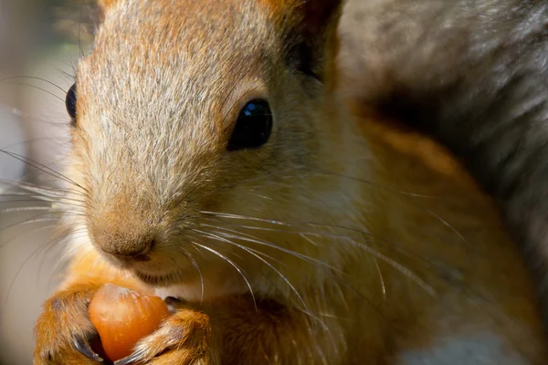 Squirrel portrait — Stock Photo, Image