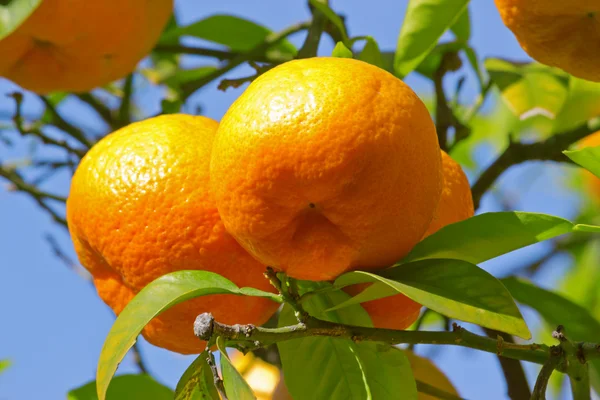 Reife Orangen am Baum — Stockfoto