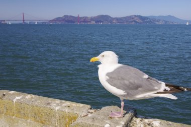 San Francisco 'da martı