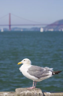 San Francisco 'da martı