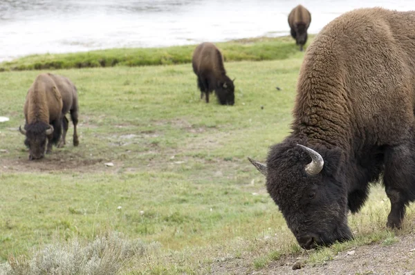 Bison em Yellowstone — Fotografia de Stock