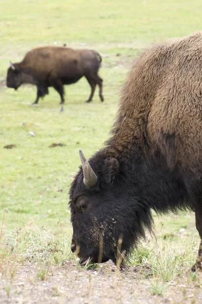 Bison auf Yellowstone — Stockfoto