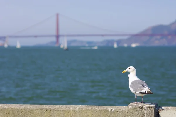Чайка в Сан-Франциско — стоковое фото