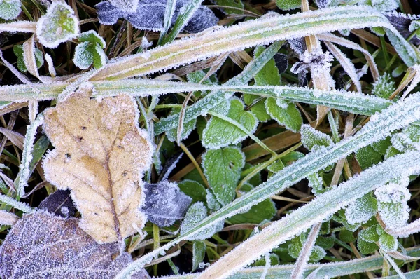 Grass frost — Stock Photo, Image