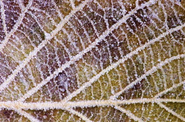 Bevroren blad — Stockfoto