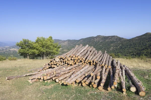 Deforestation — Stock Photo, Image