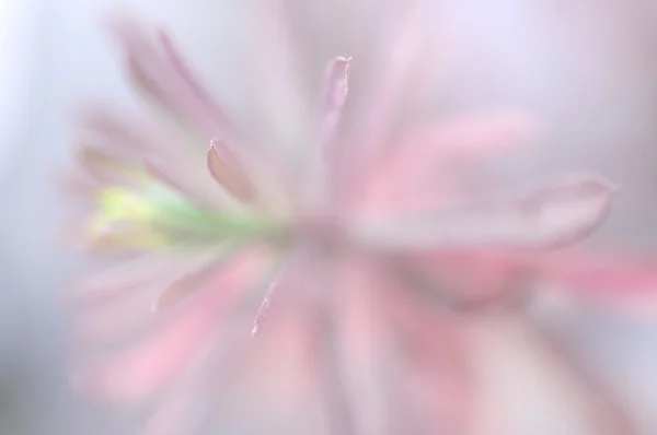 粉红色的花 — 图库照片