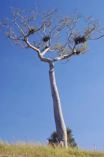 "Ceiba pięciopręcikowa" — Zdjęcie stockowe