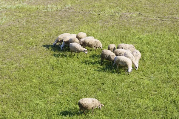 羊群视图 — 图库照片