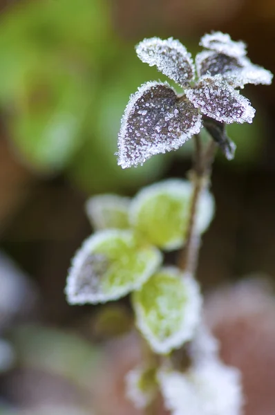 Glitter leaves — Stock Photo, Image