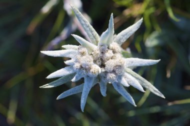 Edelweiss.