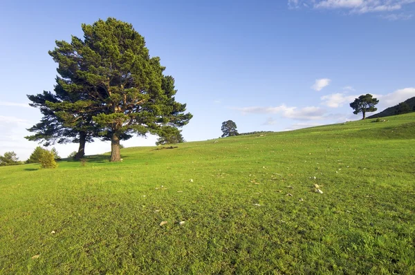 Meadow with trees — Stock Photo, Image