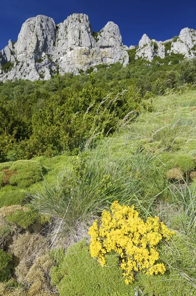 Krajobraz górski z żółtymi kwiatami — Zdjęcie stockowe