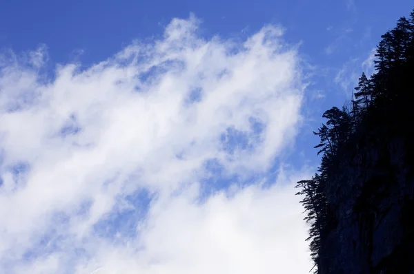 구름과 나무 프로필 — 스톡 사진