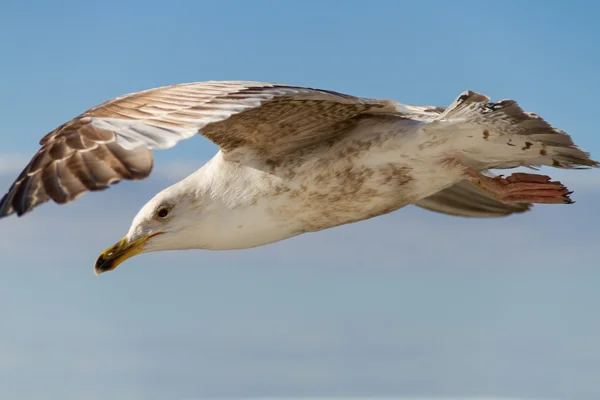 A gaivota voadora de perto — Fotografia de Stock
