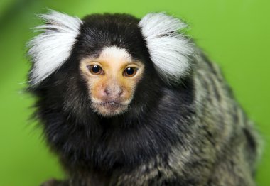 maymun marmoset