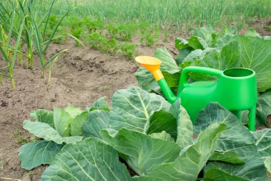 Vegetables in the beds in the garden clipart