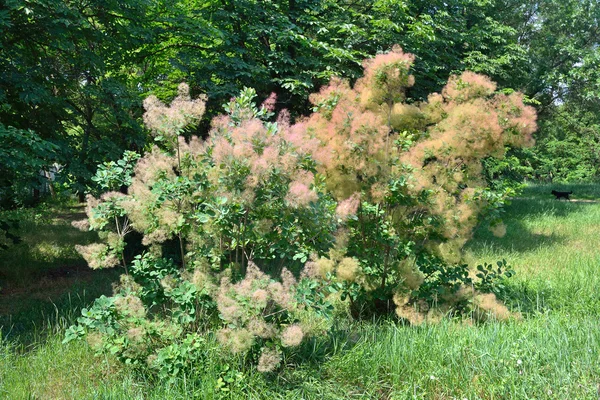 stock image Smoketree